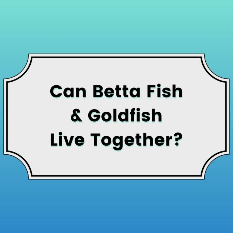 Betta Fish and Goldfish