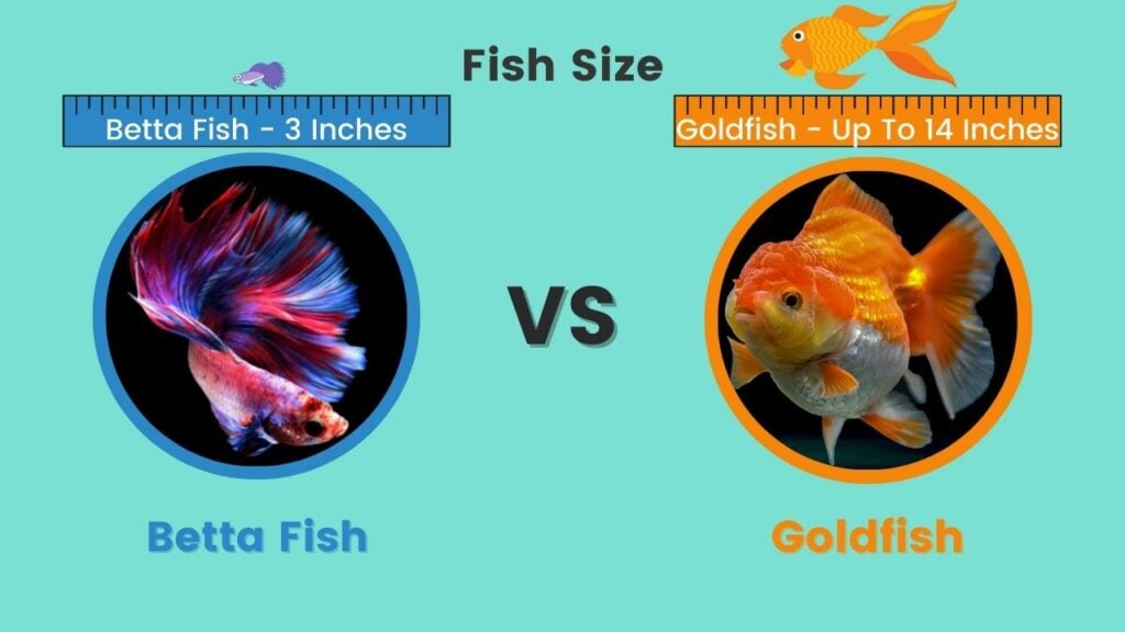 Betta vs Goldfish Size