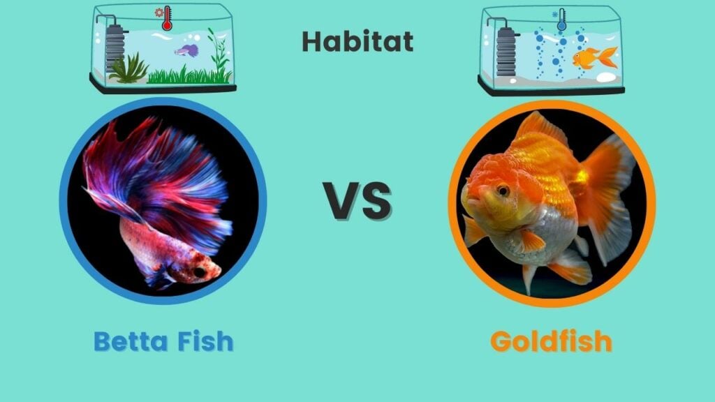 Betta vs Goldfish Habitat