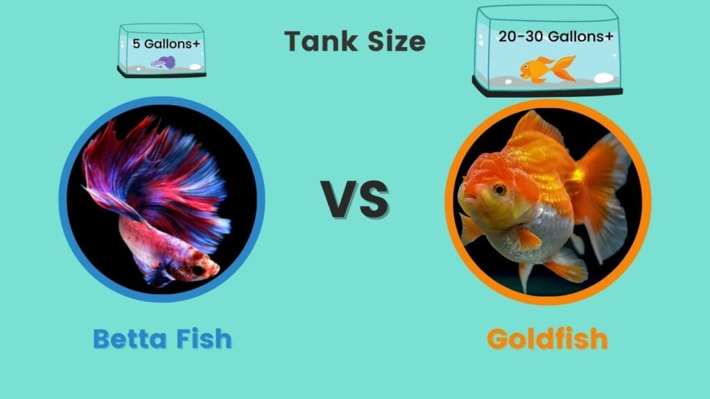 Betta vs Goldfish Tank Size