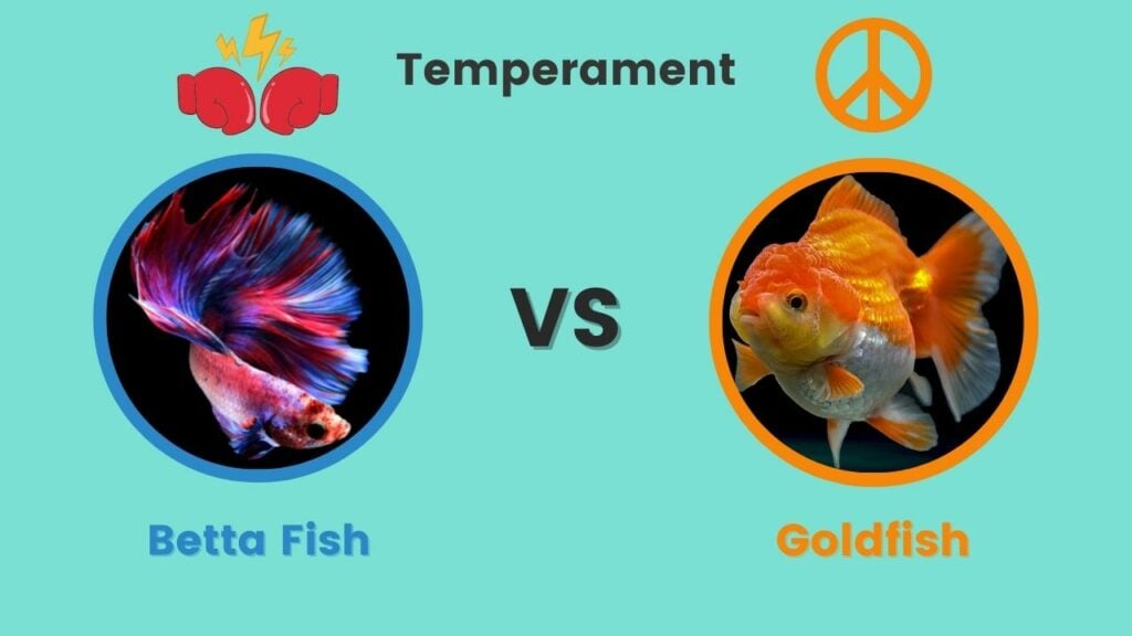 Betta vs Goldfish Temperament