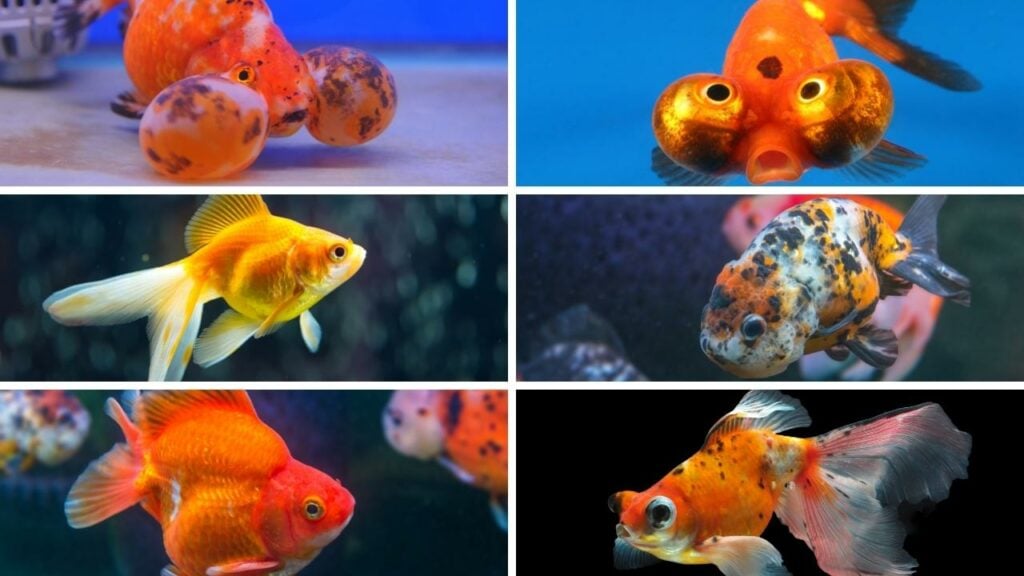 Small Goldfish Types. Bubble Eye Goldfish (top left) - Celestial Eye Goldfish  (top right) - Fantail Goldfish (center left) - Ranchu Goldfish (center right) - Ryukin Goldfish (bottom left) - Telescopic Goldfish (bottom right)