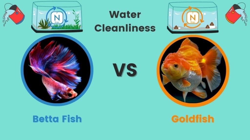 Betta vs Goldfish Cleanliness