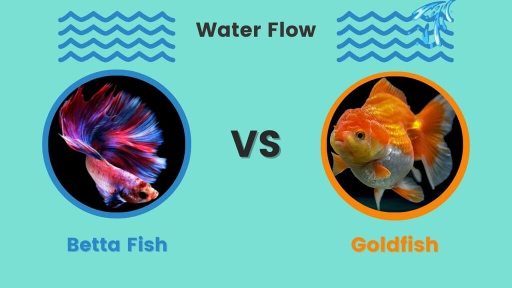 Betta vs Goldfish Water Flow