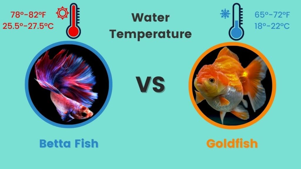 Betta vs Goldfish Water Temperature