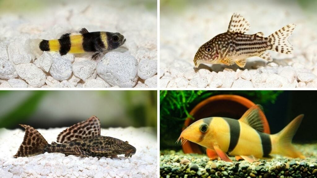 Bumblebee Goby (top left) - Cory Catfish (top right) - Plecostomous (bottom left) - Clown Loach (bottom right)