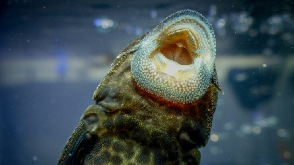 Bottom-dwelling fish have their mouth underneath their head