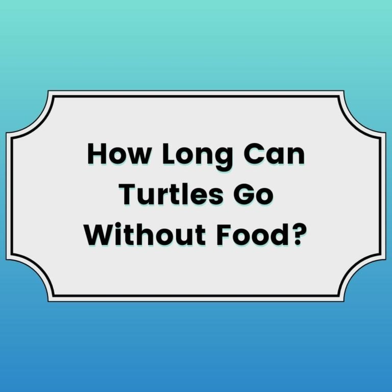 How Long Turtles Go Without Food