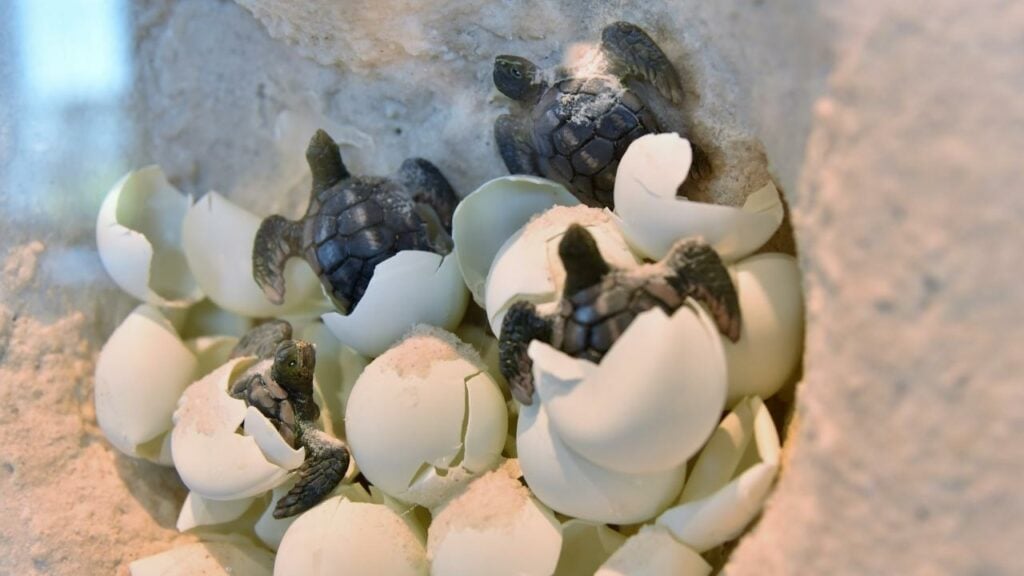 Are turtles born with shells?