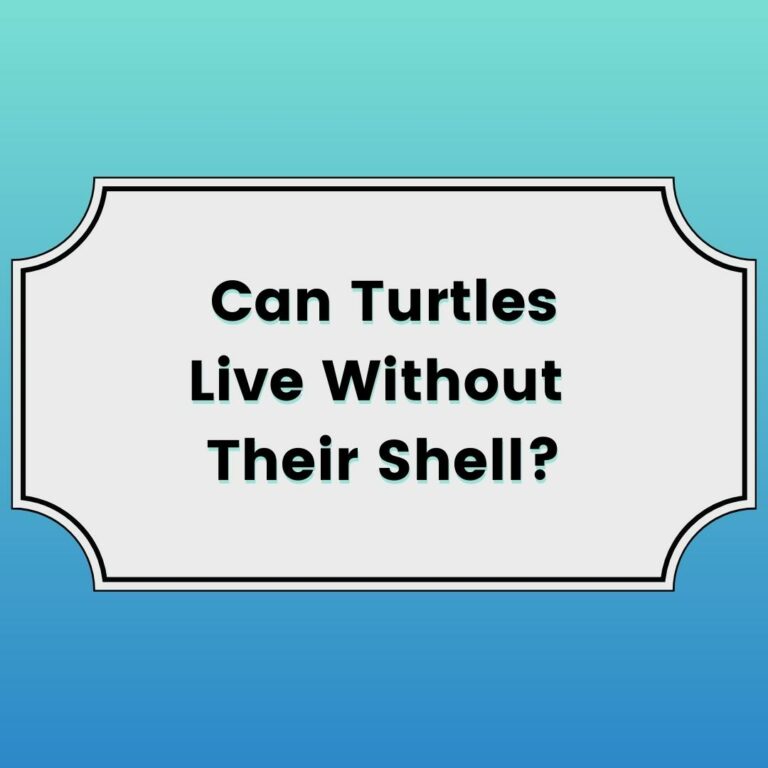 Can Turtles Live Without Their Shell Featured Image