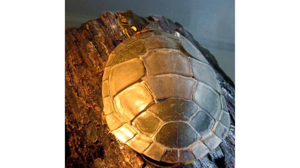 Red eared slider turtle during shell shedding