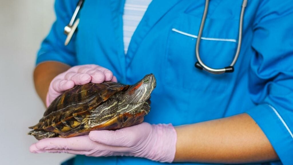 Red eared slider turtle being examined by a vet