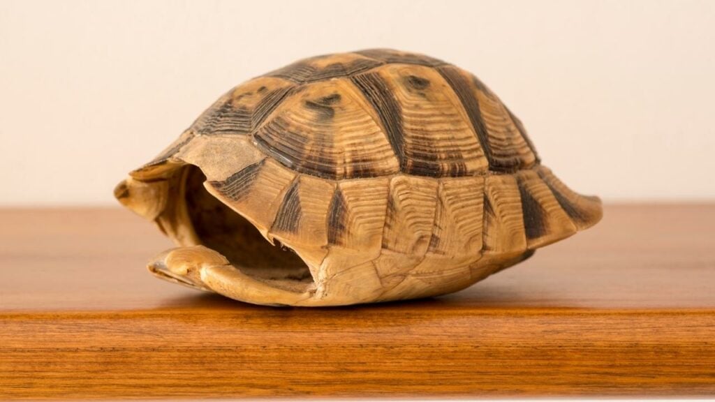 Can turtles live without their shell top image