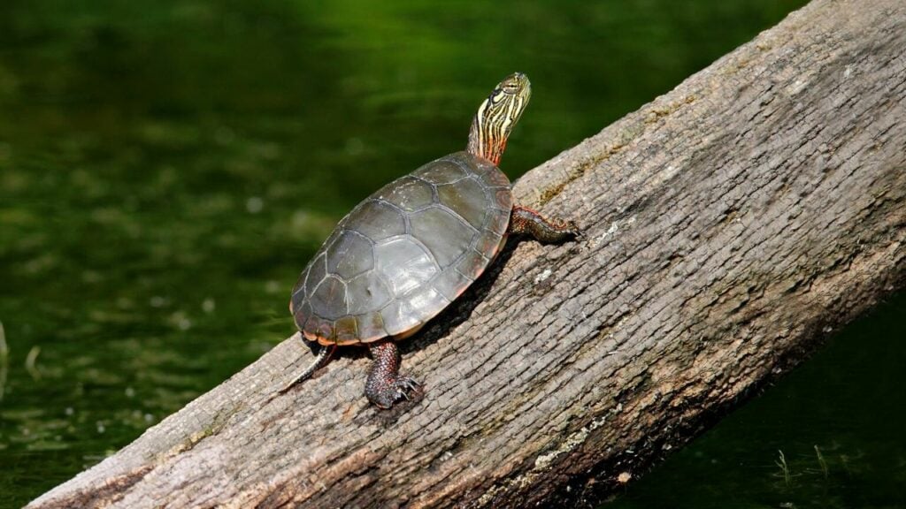 Turtle basking