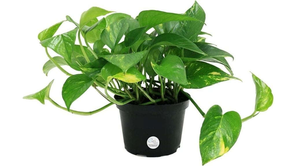 Pothos Ready Potted Plant