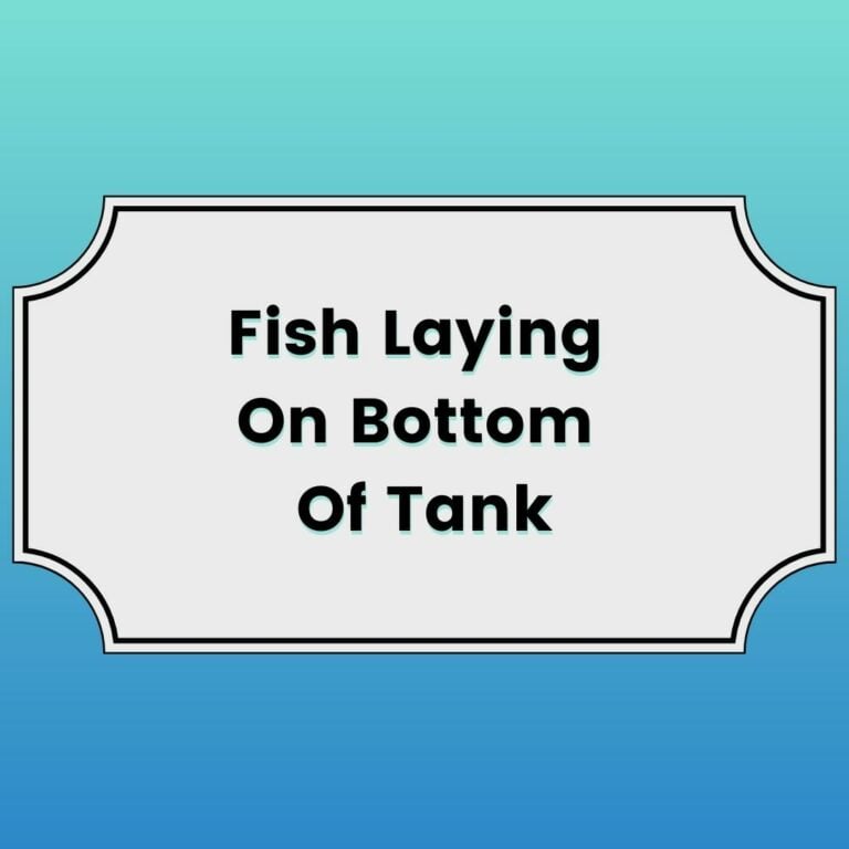 Fish laying on bottom of tank