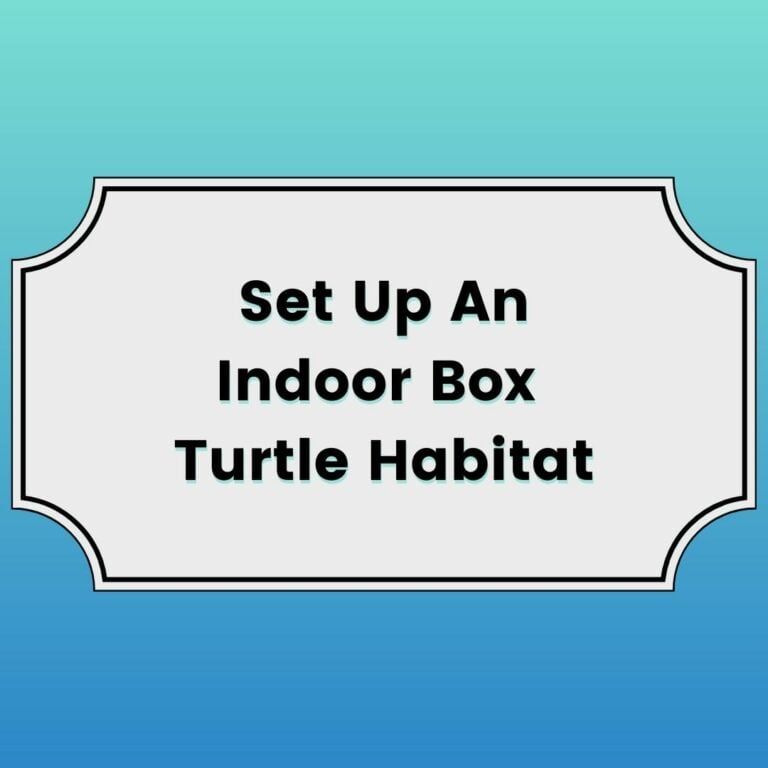 Set Up An Indoor Box Turtle Habitat