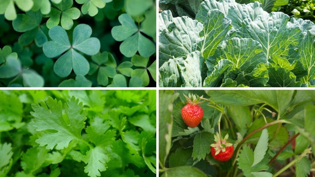 Best edible plants for box turtles: Clover (top left) - Collared Greens (top right) - Parsley (bottom left) - Strawberry Plant (bottom right)