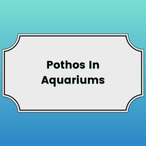 Pothos In Aquarium Featured Image