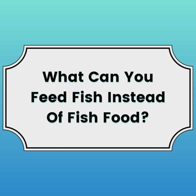 What Can You Feed Fish Instead Of Fish Food