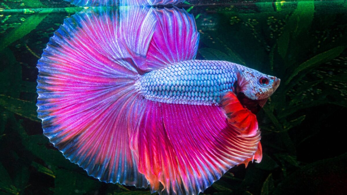 What Can You Feed Betta Fish When You Run Out Of Food?