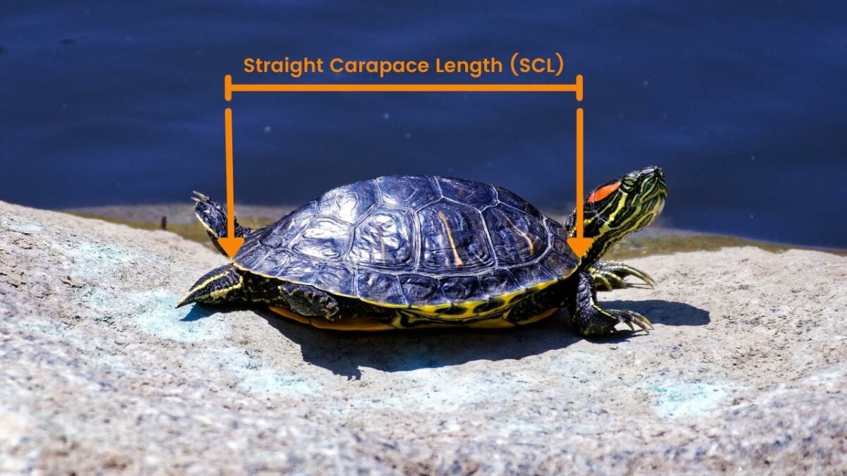 How to measure your turtle's shell carapace length