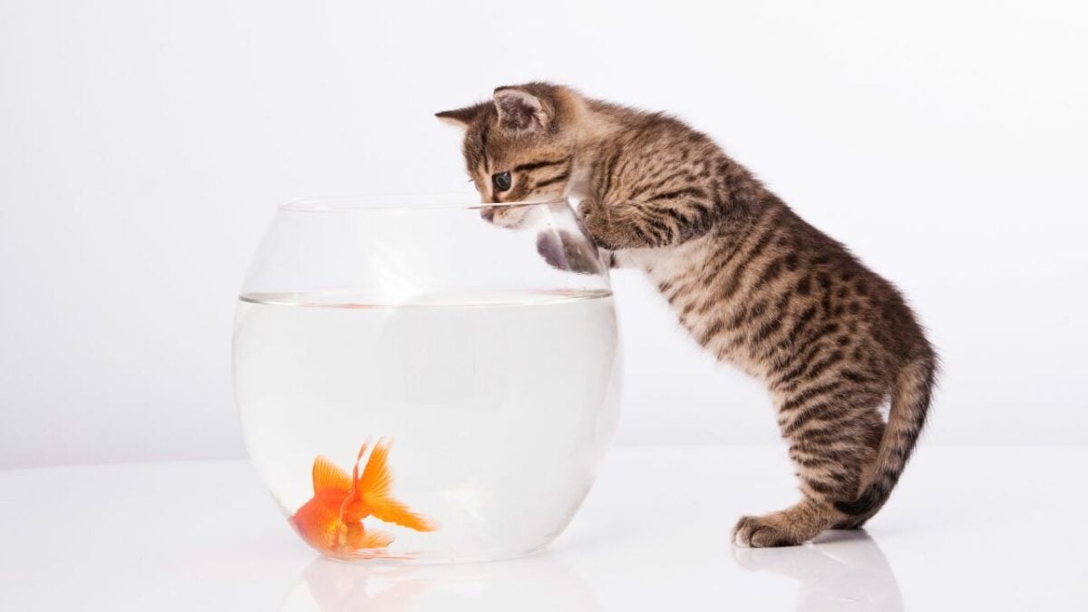 Cat Scraing Goldfish