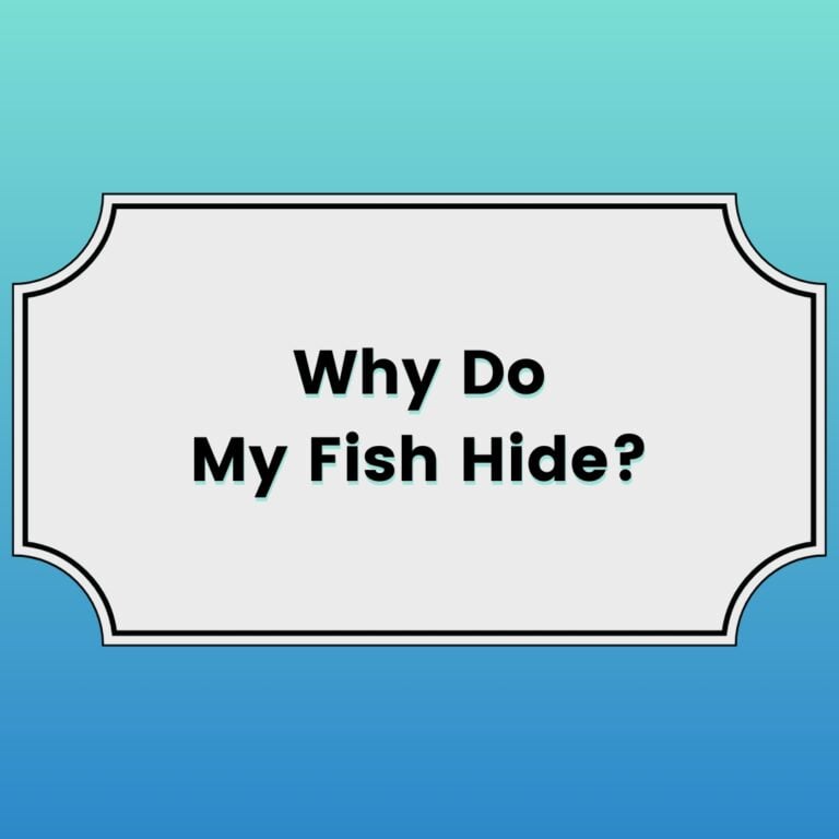 Why Do My Fish Hide Featured Image