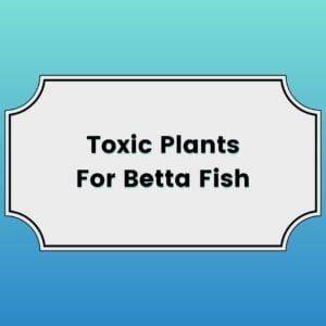 Toxic Plants For Betta Fish Featured Image