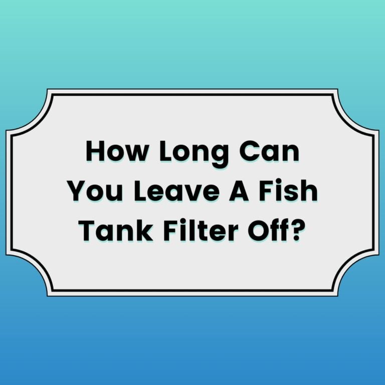 How Long Can You Leave A Fish Tank Filter Off Featured Image