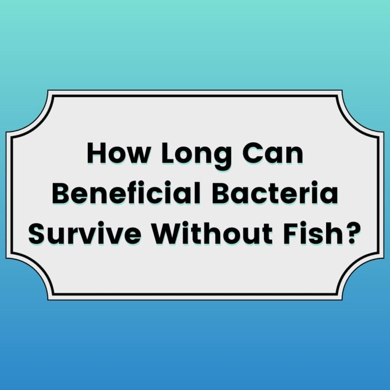 How Long Can Beneficial Bacteria Survive Without Fish?