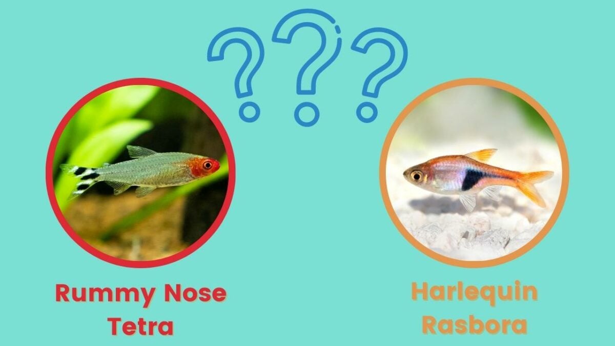 rummy nose tetra or harlequin rasbora, which should you choose?