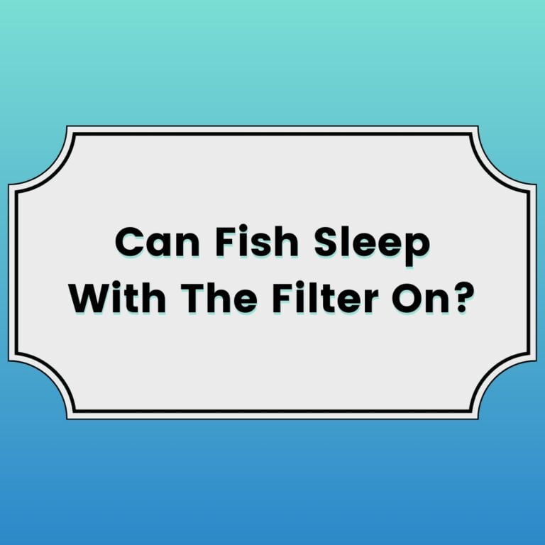 Can Fish Sleep With The Filter On Featured Image