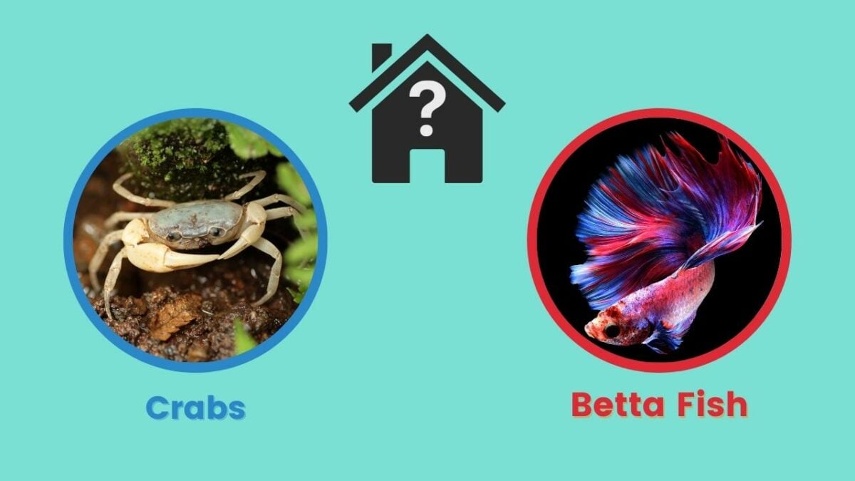 Can Crabs Live With Betta Fish