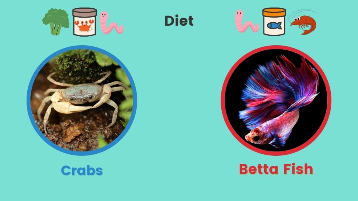 Crab & Betta Fish Diets
