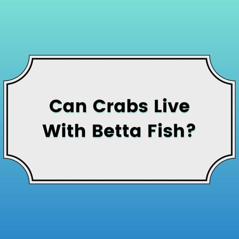 Can Crabs Live With Betta Fish?