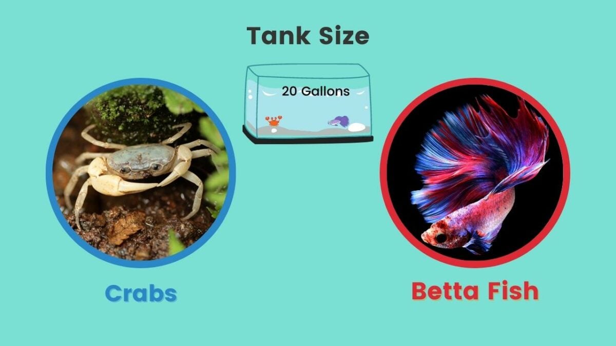 Carb & Betta Fish Tank Size