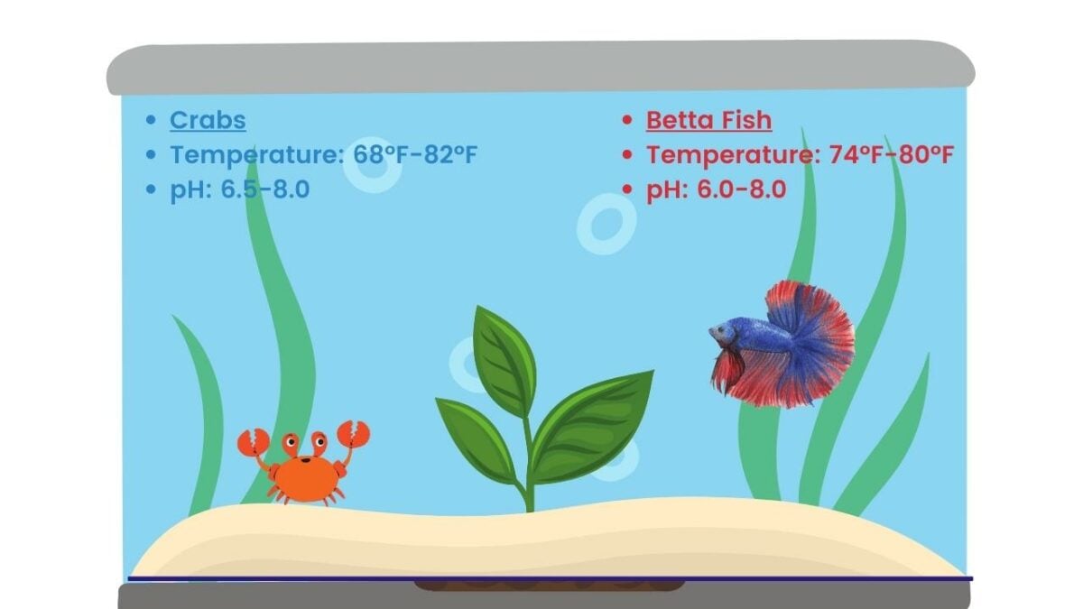 Crab & Betta Fish Water Conditions