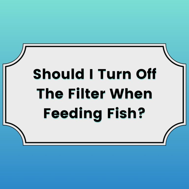 Should I Turn Off The Filter When Feeding Fish?