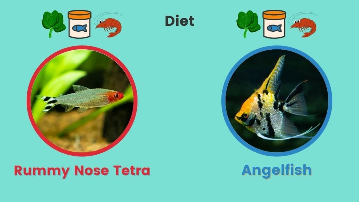 Rummy Nose Tetra & Angelfish Diet
