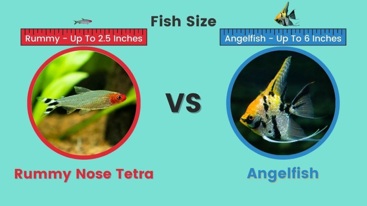 Rummy Nose Tetra & Angelfish Sizes