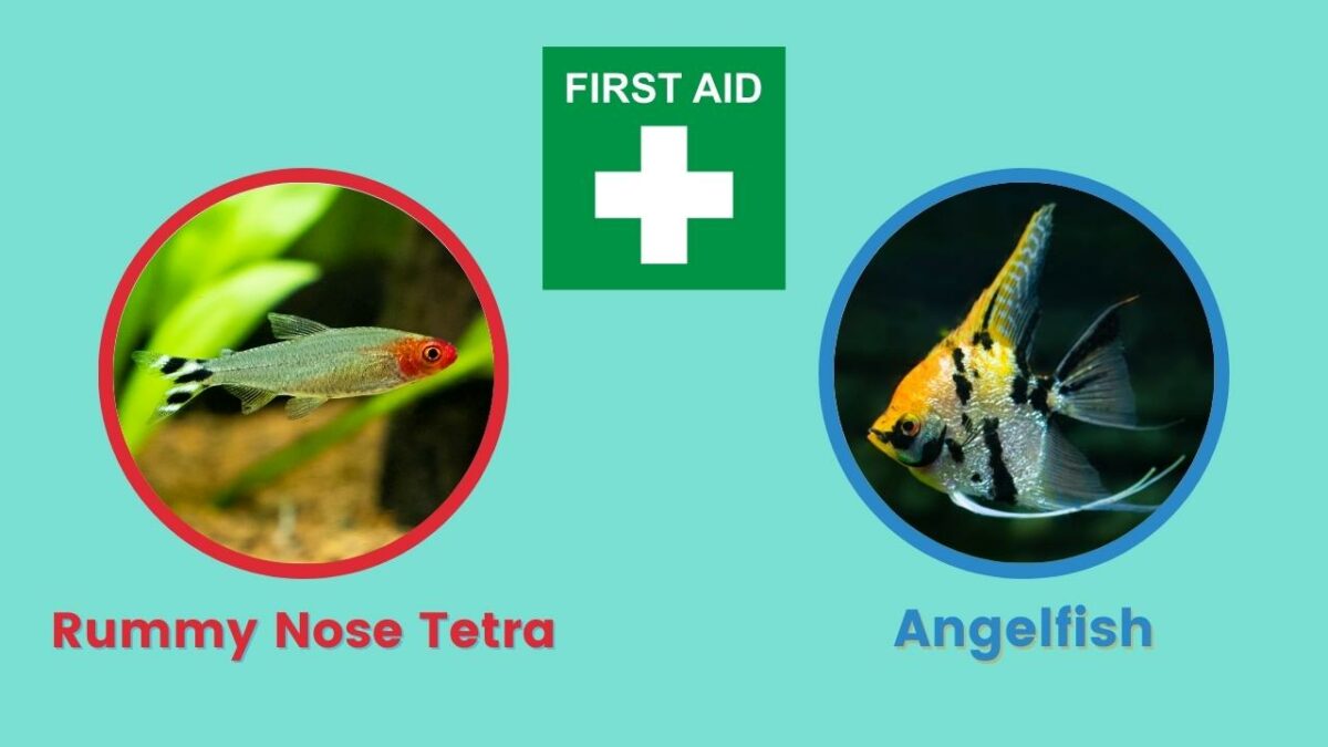 Rummy Nose Tetra & Angelfish Illness and Disease