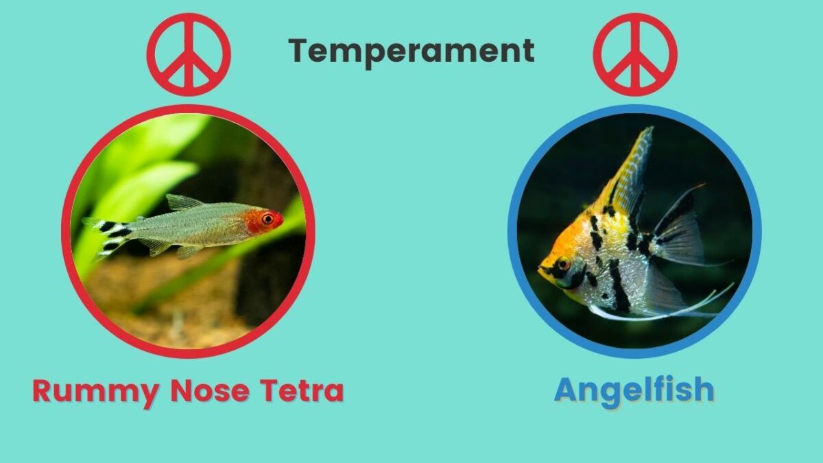 Rummy Nose Tetra & Angelfish Temperament