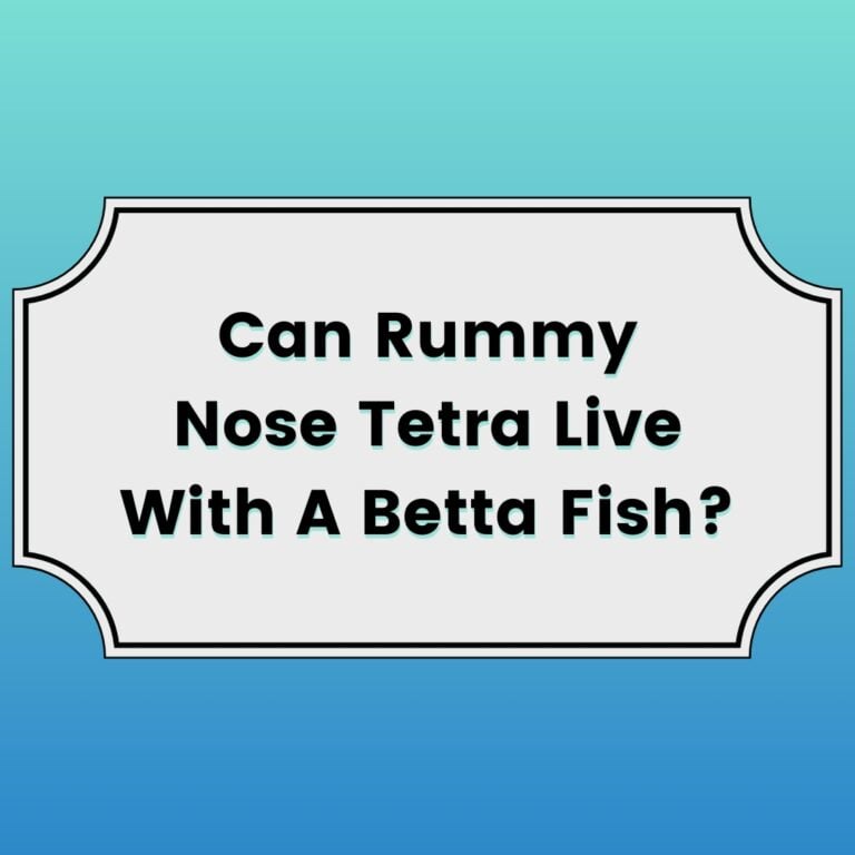 Can Rummy Nose Tetra Live With Betta Fish