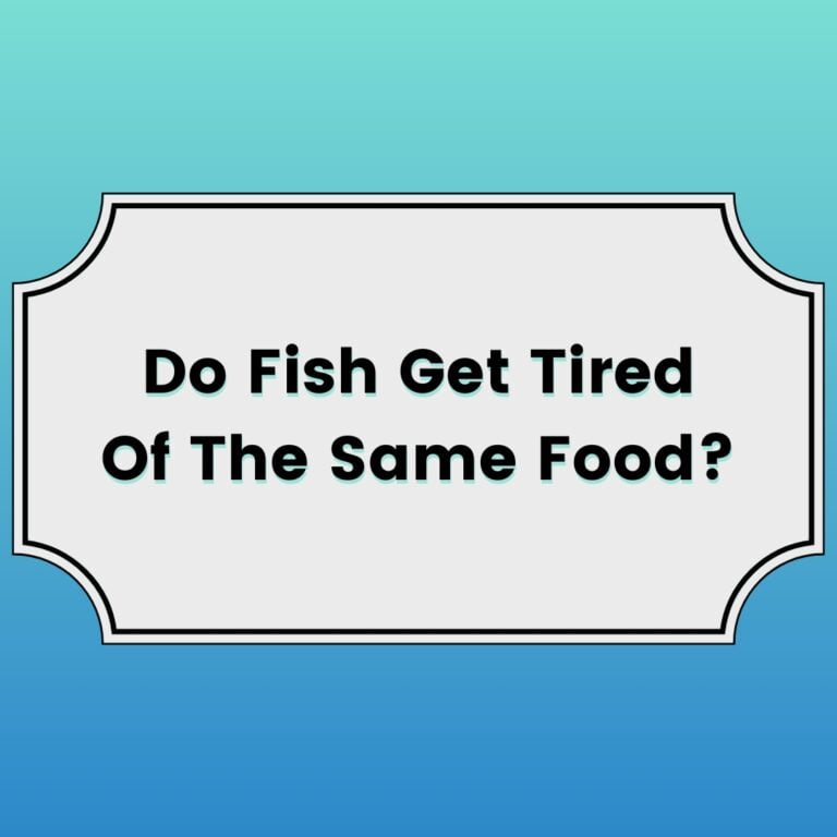 do fish get tired of the same food