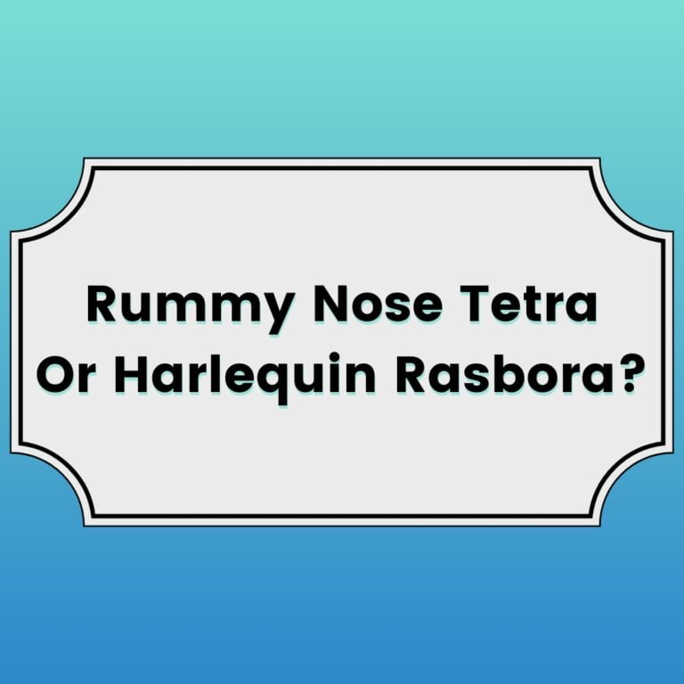 rummy nose tetra or harlequin rasbora