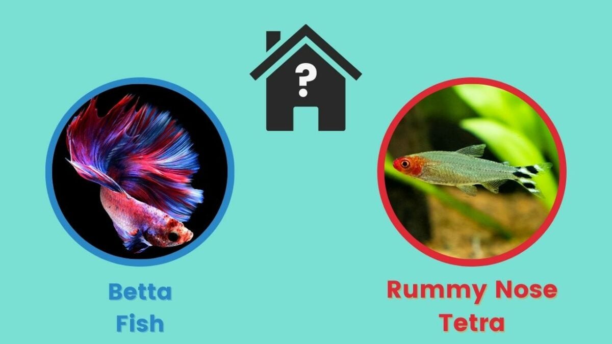 Can betta fish and rummy nose tetra live together?