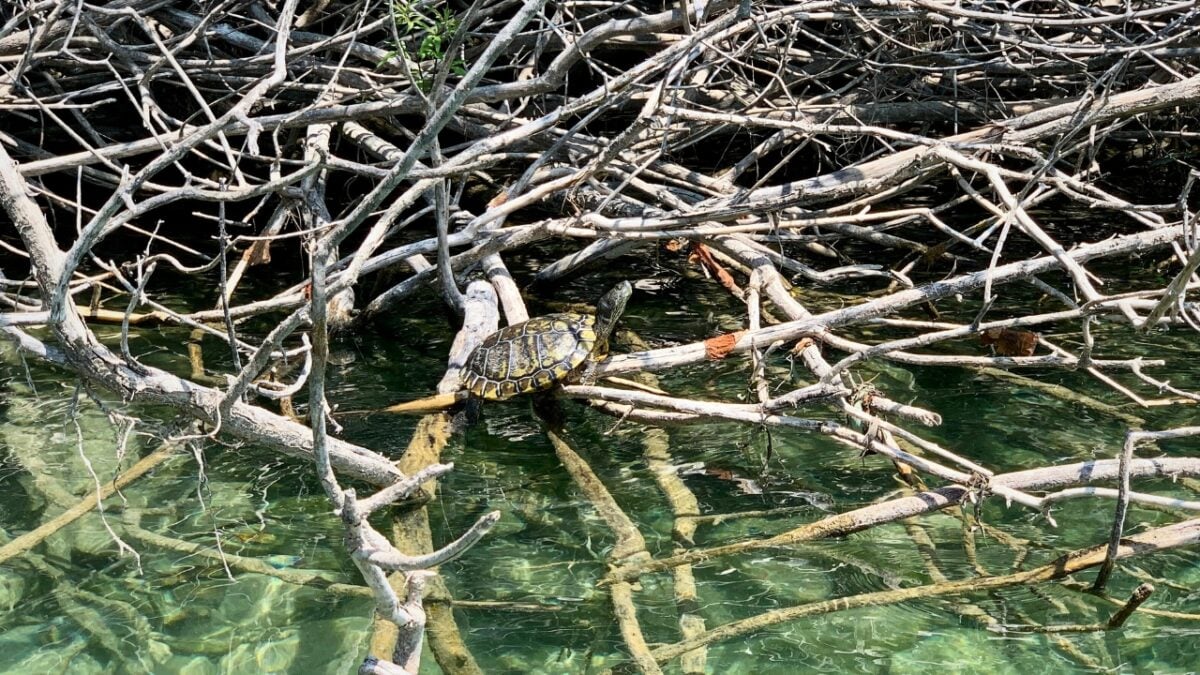 Wild turtle basking, Lake Kourna, Crete, Greece