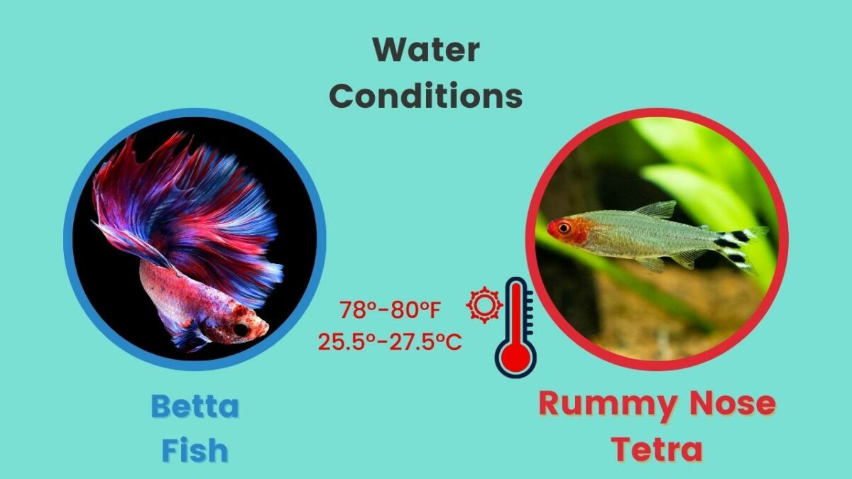 Water conditions required for betta fish and rummy nose tetras