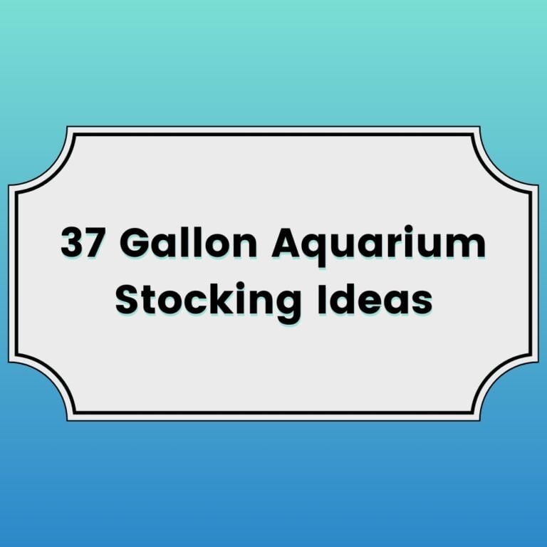 37 Gallon Aquarium Stocking Ideas